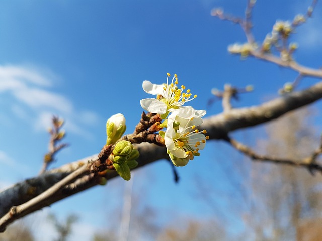 Primavera, Cielo, Naturaleza, Planta