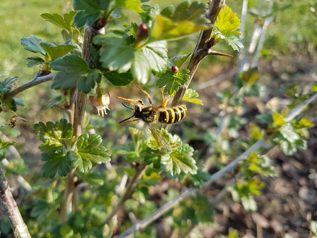 Avispa, Sale De, Animal, Planta, Jardín