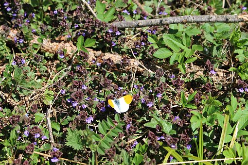 Free Butterfly Spring photo and picture