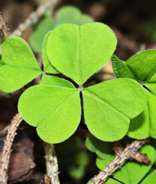 Free Four Leaf Clover Forest photo and picture