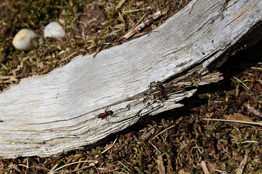 Free Ant Forest photo and picture