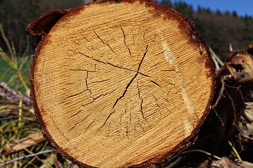 Free Wood Rings photo and picture