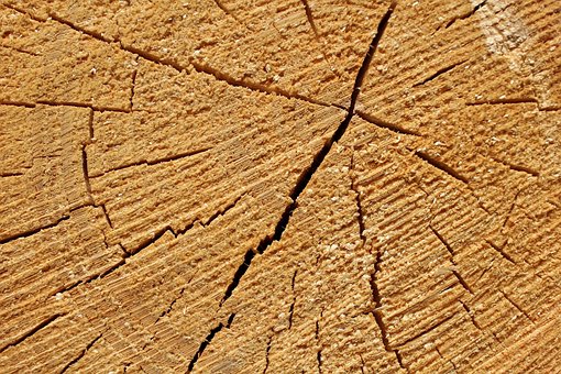 Free Annual Rings Wood photo and picture