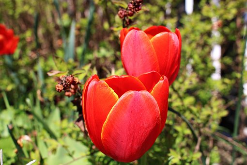 Free Tulips Flower photo and picture