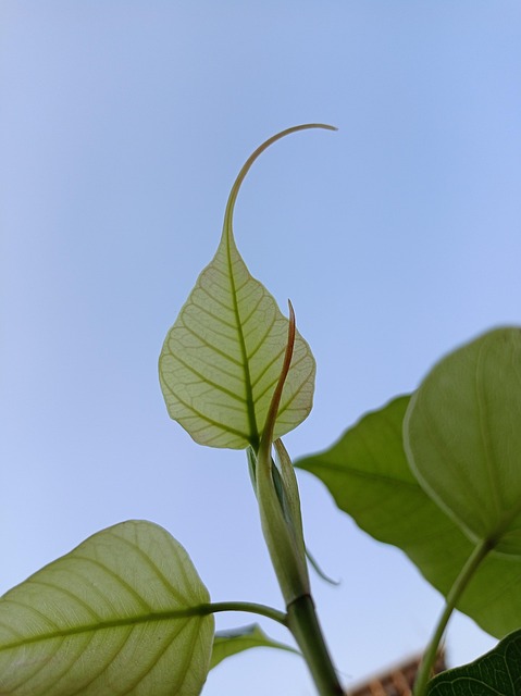 Free Peepal Leaf Sacred Fig photo and picture