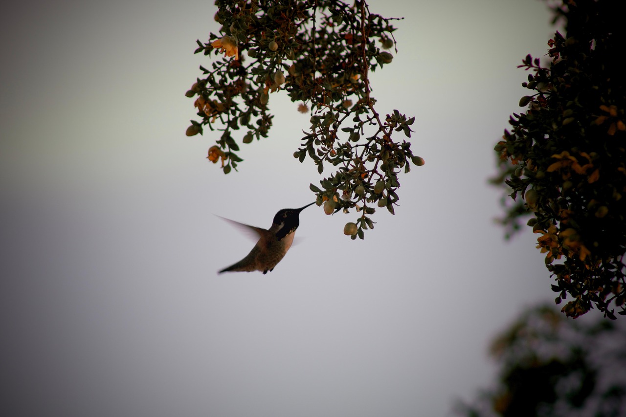 Pájaro Aviar Pluma - Foto gratis en Pixabay