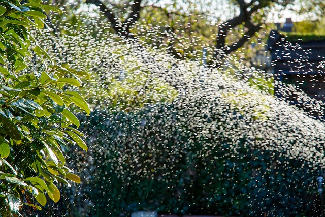 Free Cherry Laurel Sprinkler photo and picture