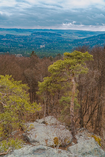Árvore, Natureza, Floresta, País
