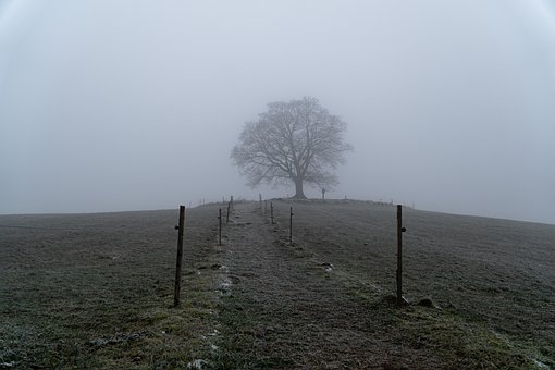 Árvore, Névoa, Floresta, Natureza, País