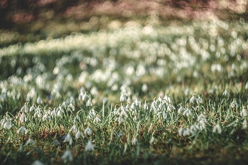 Snowdrops, Relva, Floco De Neve, Páscoa