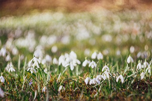 Snowdrops, Relva, Floco De Neve, Páscoa