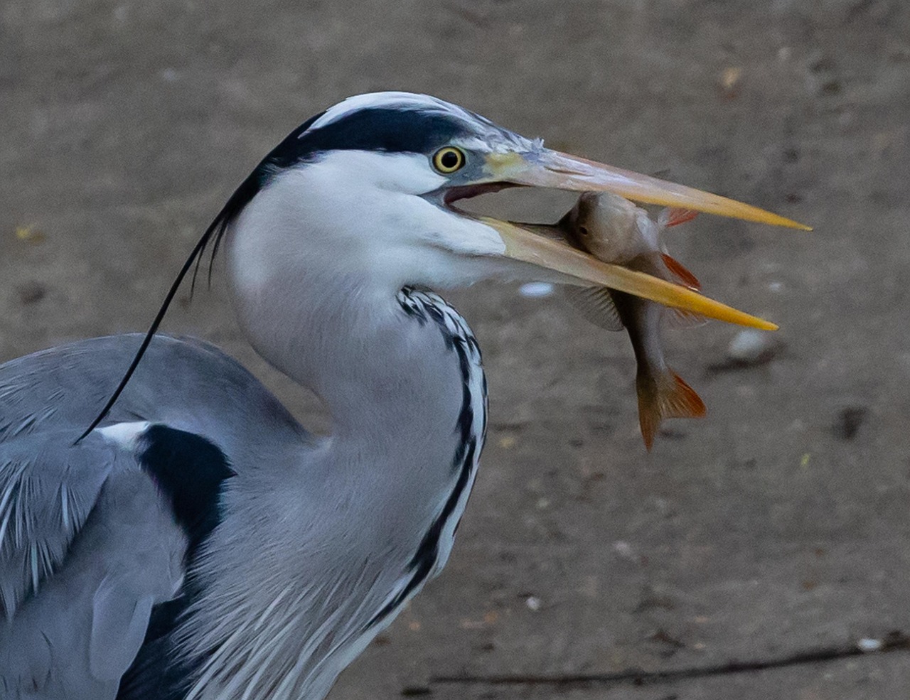 Heron Perch Eating Fish Grey Free photo on Pixabay