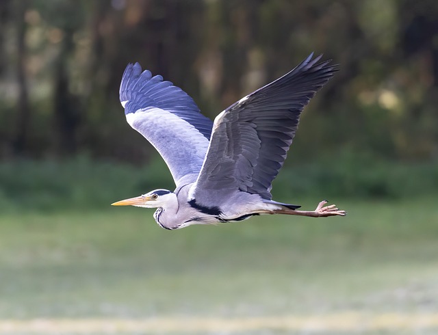 Heron Flying Grey Free Photo On Pixabay Pixabay
