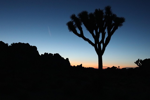 Free Joshua Tree National Park photo and picture