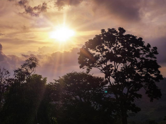 Free Tree Sky photo and picture