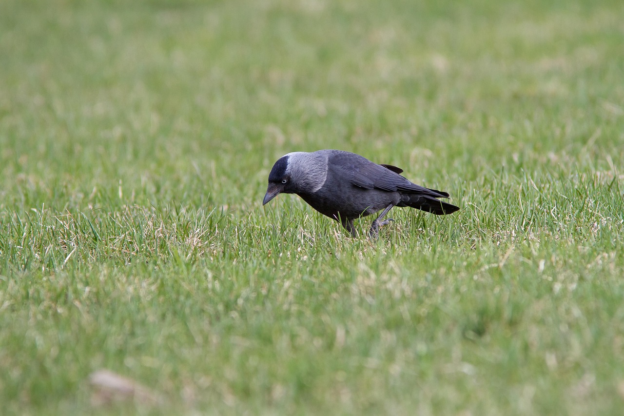 鳥 カラス からす座 Monedula - Pixabayの無料写真 - Pixabay