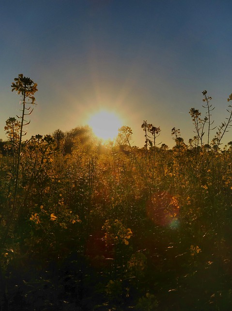 Free Field Of Rapeseeds Oilseed Rape photo and picture