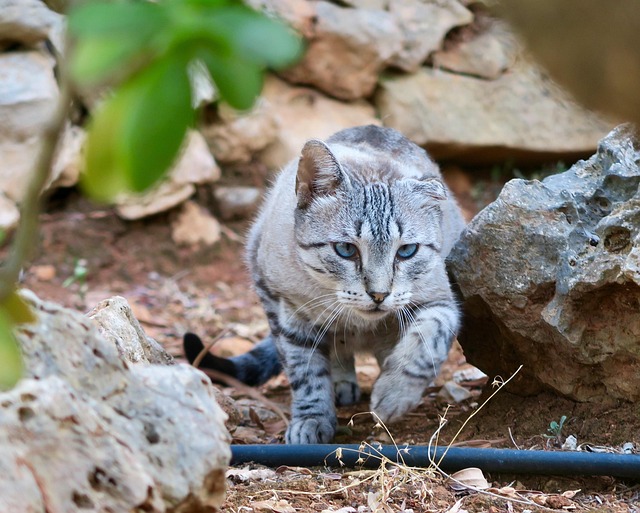 Free Cat Hunting photo and picture