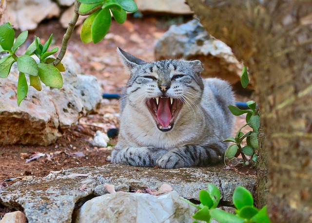 Free Cat Teeth photo and picture