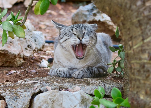 Free Cat Yawn photo and picture