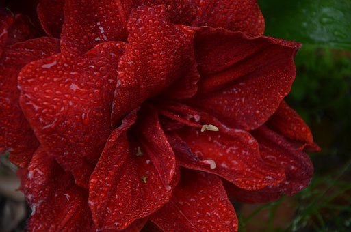 Free Flower Plant photo and picture