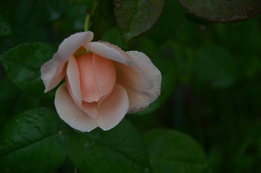 Free Rose Flower photo and picture