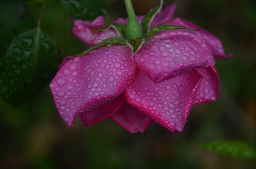 Free Rose Flower photo and picture
