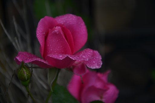 Free Rose Flower photo and picture