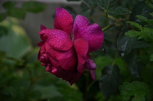 Free Rose Flower photo and picture
