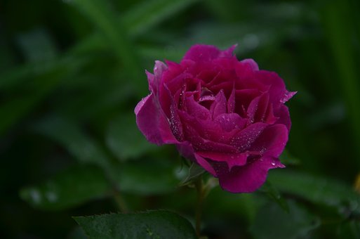 Free Rose Flower photo and picture