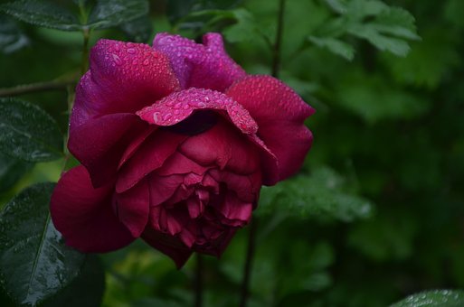 Free Rose Flower photo and picture