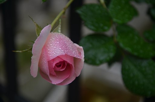 Free Rose Flower photo and picture