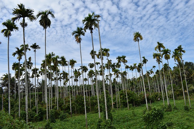 Kokospalmen, Bomen, Hill, Berg