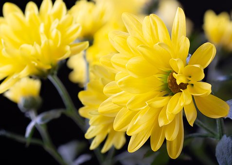 Free Flowers Chrysanthemum photo and picture
