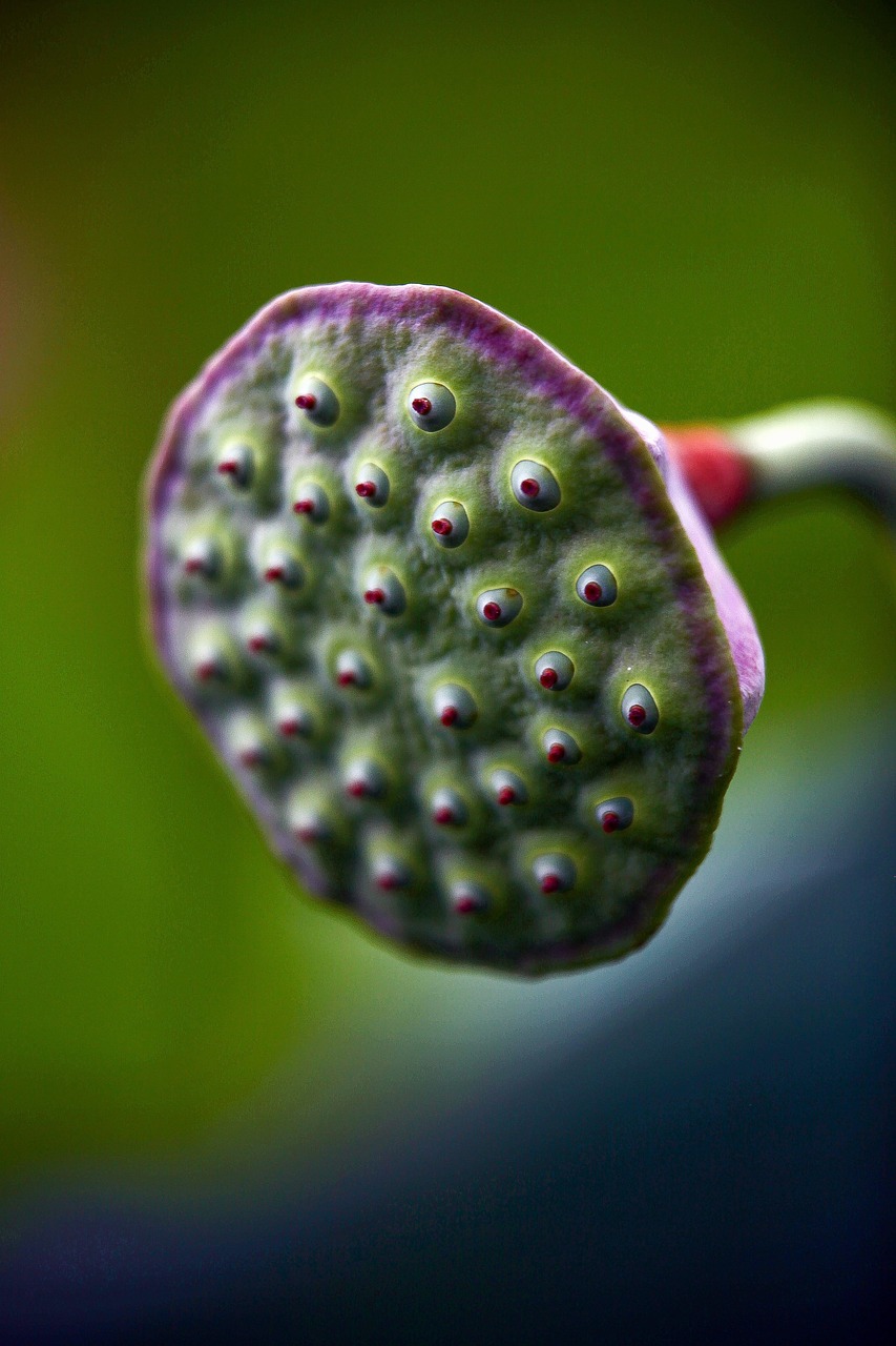 Lotus Seed Pod Plant - Free photo on Pixabay