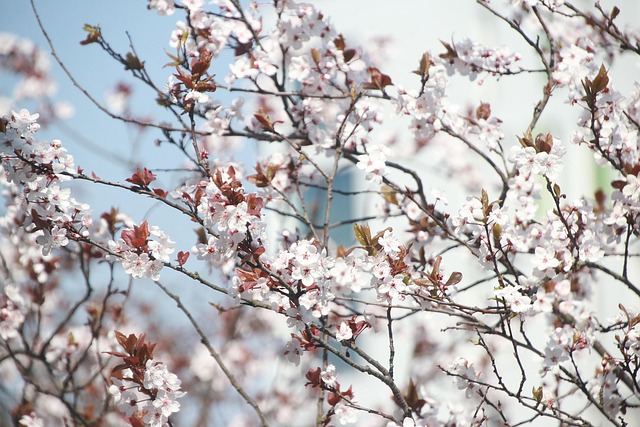 Free Plum Blossom Flowers photo and picture