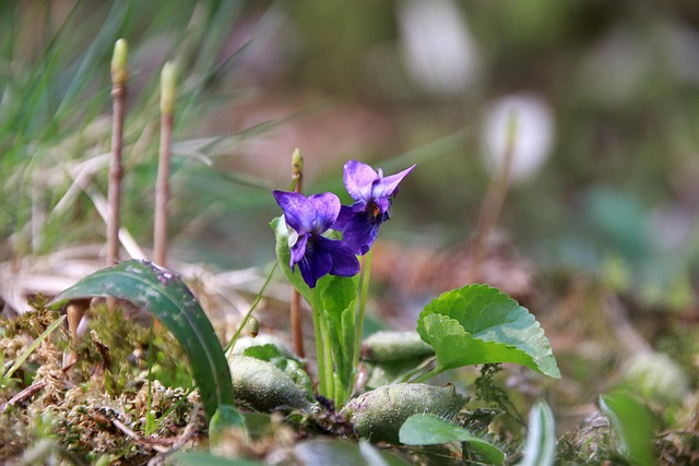 Free Flower Nature photo and picture