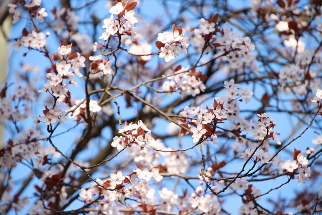 Free Plum Blossom Flowers photo and picture