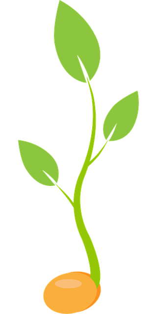 Planta, Naturaleza, Planta De Semillero