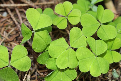 Free Clover Plants photo and picture