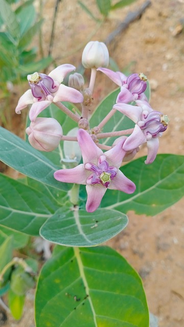 Flor Del Bosque, Flor Purpura