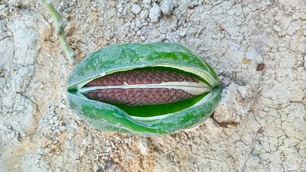 Semilla De Flor Del Bosque