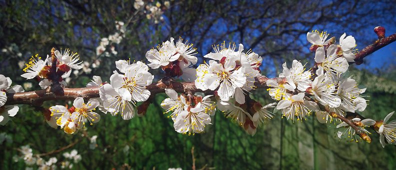 Free Apricot Flowers photo and picture