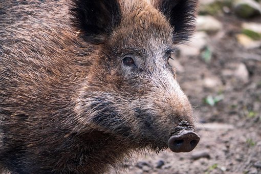 Free Wild Boar Animal photo and picture