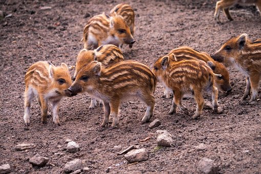 Free Wild Boars Piglets photo and picture