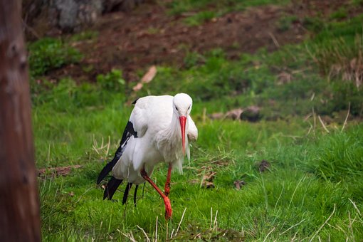 Free Bird Stork photo and picture