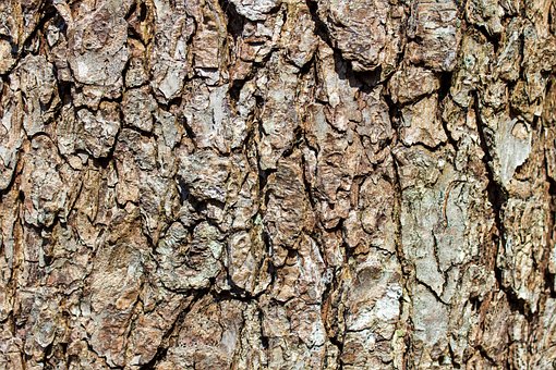 Bark, Træ, Natur, Skov, Stammen, Stamme