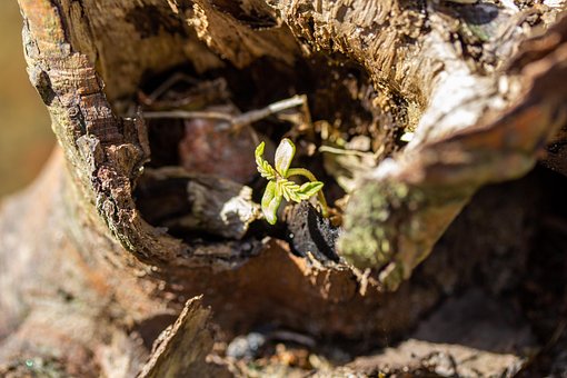 Dyrke, Ny, Fired, Fjeder, Spire, Plante