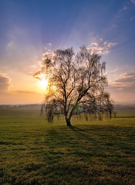 Free Tree Birch photo and picture