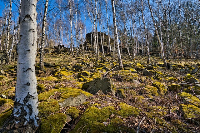 Free Birch Forest Forest photo and picture
